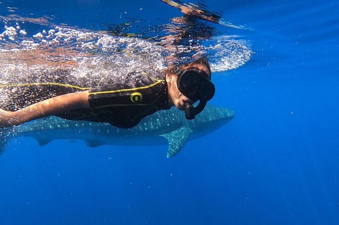 Whale shark encounter Private tour - swim with whale shark cancun - Why This Private Whale Shark Swim Works So Well from Playa del Carmen