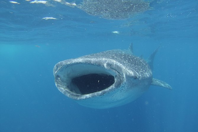 Whale shark encounter Private tour - swim with whale shark cancun - Beyond Whale Sharks: Mantas, Turtles, Dolphins, and Reef Extras