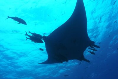 Whale shark encounter Private tour - swim with whale shark cancun - Pickup Plus a Mandinga Breakfast: Getting the Day Right at 7:30 AM