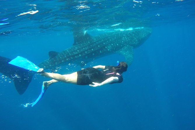 Whale shark encounter Private tour - swim with whale shark cancun - Isla Mujeres After the Swim: Playa Norte Break and a Real Lunch
