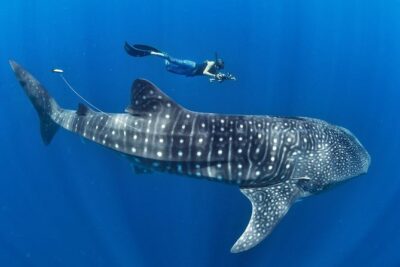 Whale Shark Encounter & Sumilon Sandbar & Canyoneering in Kawasan Falls - The 3:30am start: getting from Cebu City or Mactan to Oslob
