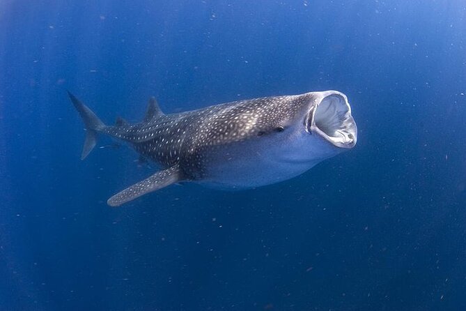 Whale Shark Experience from Playa del Carmen - Key Highlights You’ll Care About