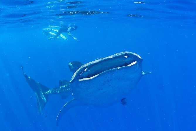 Whale Shark Experience from Playa del Carmen - Whale Sharks Near Cancun: The Seasonal Window That Drives Everything
