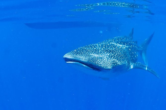 Whale Shark Experience from Playa del Carmen - How the Expert Briefing Improves Your Snorkel