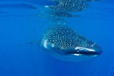 Whale Shark Experience from Playa del Carmen - The Cancun Boat Departure: What It Means for Your Day