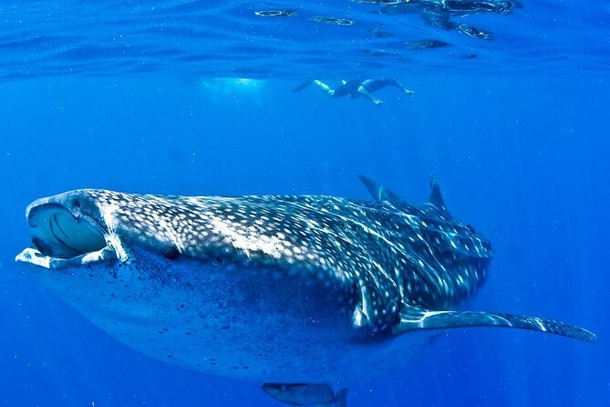 Whale Shark Experience from Playa del Carmen - Snorkeling Equipment, Safety Vests, and Comfort Checks