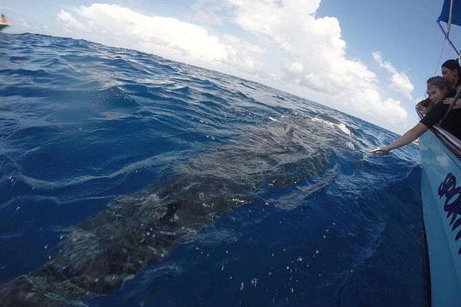 Whale Shark Experience from Playa del Carmen - What Happens After the First Water Time: Snacks and Isla Mujeres