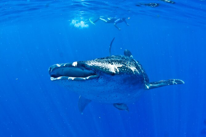 Whale Shark Experience from Playa del Carmen - Small-Group Value: Why Up to 8 Travelers Works