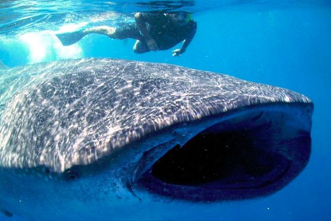 Whale Shark Experience Lifetime Memory in Cancun (snack included) - The Real Value of the Early Start (and Why It Matters)