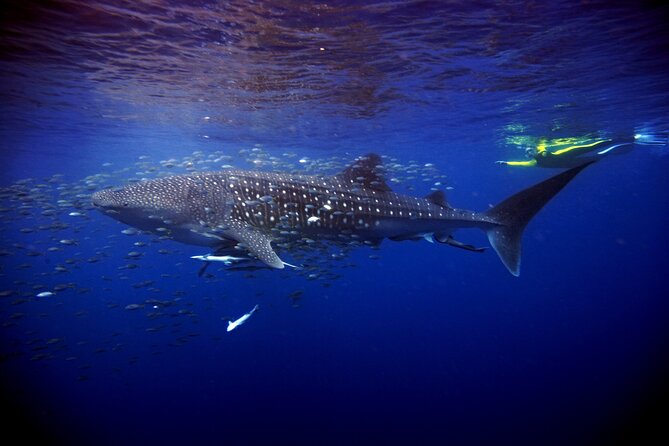 Whale Shark Experience Lifetime Memory in Cancun (snack included) - Couples Swim Turns: How the Water Time Works in Practice