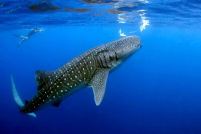 Whale Shark Experience Lifetime Memory in Cancun (snack included) - Finding Whale Sharks Off Cancun: What You’re Actually Doing Out There