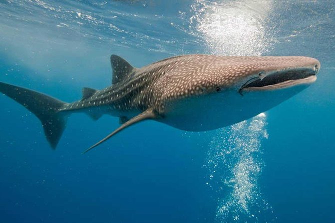 Whale Shark Experience Lifetime Memory in Cancun (snack included) - Rules, Sunscreen, and Small Details That Make or Break Your Comfort