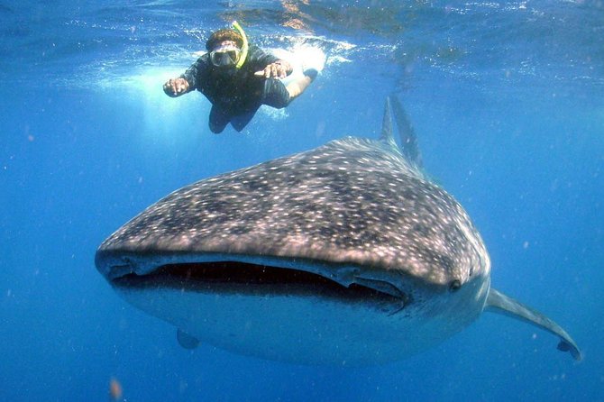 Whale Shark Experience Lifetime Memory in Cancun (snack included) - Price and Value: Is $189 Fair for What You Get?