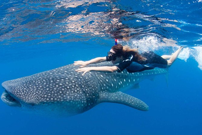 Whale Shark from Cancun, Riviera Maya and Tulum All Inclusive - The Real Hook: Seeing Whale Sharks Where You Can Actually Swim