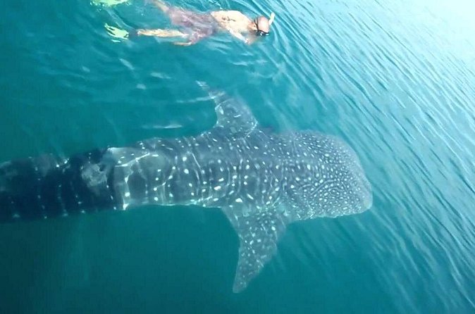 Whale Shark from Cancun, Riviera Maya and Tulum All Inclusive - The Boat Day Basics: Gear, Snacks, and Safety First