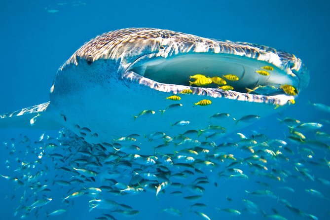Whale Shark from Cancun, Riviera Maya and Tulum All Inclusive - Isla Mujeres Stop: North Beach, Palapas, and a Real Break
