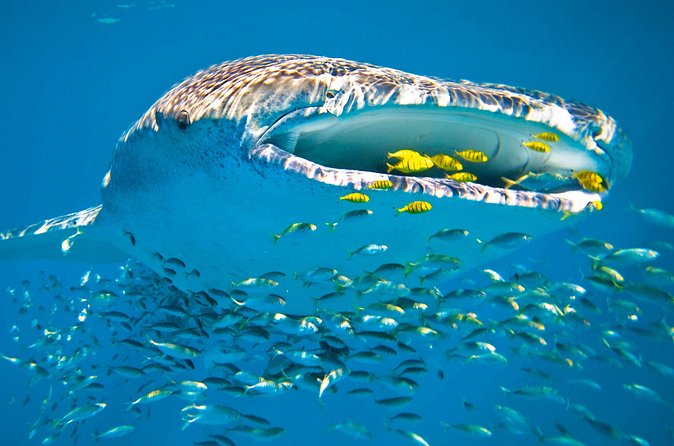 Whale Shark from Cancun, Riviera Maya and Tulum All Inclusive - Whale Shark Time: How You Get Up Close (and Why Multiple Swims Help)