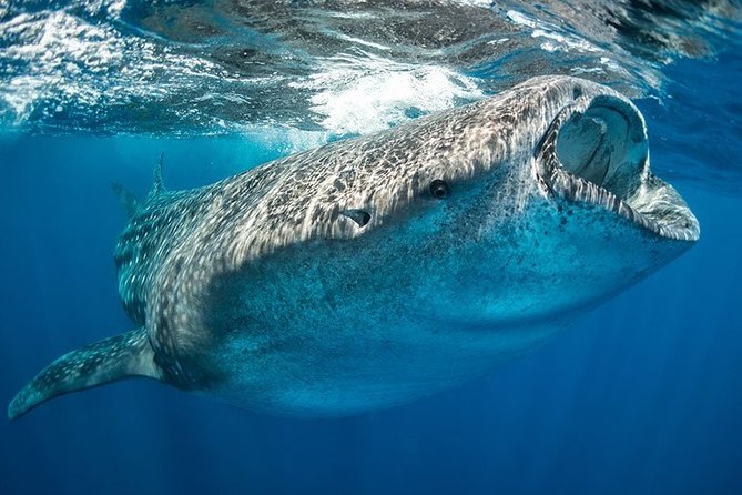Whale Shark from Cancun, Riviera Maya and Tulum All Inclusive - The Quick Snorkel Piece After Whale Sharks