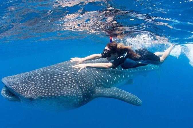 Whale Shark from Cancun, Riviera Maya and Tulum All Inclusive - Group Size: Why Max 20 People Feels Better