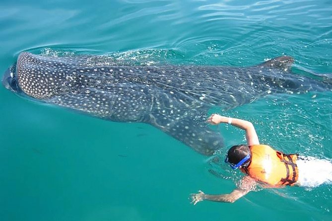 Whale Shark from Cancun, Riviera Maya and Tulum All Inclusive - Price, Value, and What You Actually Get for $190