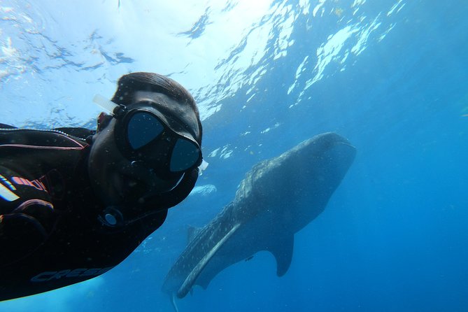 Whale Shark Group Adventure from Isla Holbox - Meeting at VIP Holbox: Starting the Day at 6:30 am