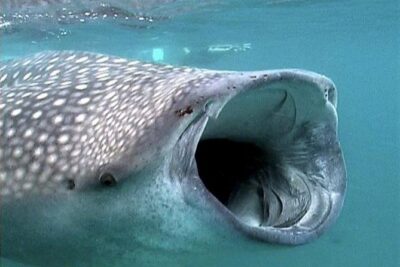 Whale Shark Group Adventure from Isla Holbox - The Gulf of Mexico Boat Ride: Searching for Whale Sharks