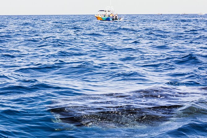 Whale Shark Group Adventure from Isla Holbox - Boca Santa Paula Break: Stretch, Swim, and Ceviche