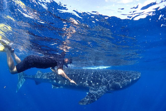 Whale Shark & Manta Ray Snorkel -(May-Sept) Only 10pp per Boat - Key things to know before you go