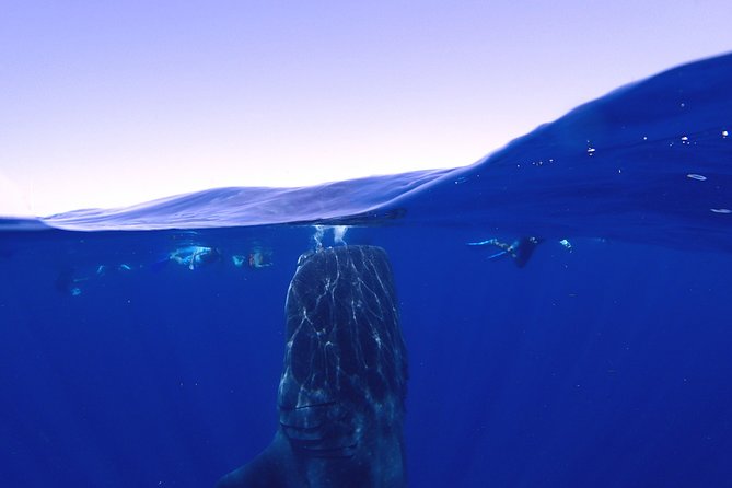 Whale Shark & Manta Ray Snorkel -(May-Sept) Only 10pp per Boat - Small boat rules: 10 people, lifejackets, and guided rotations