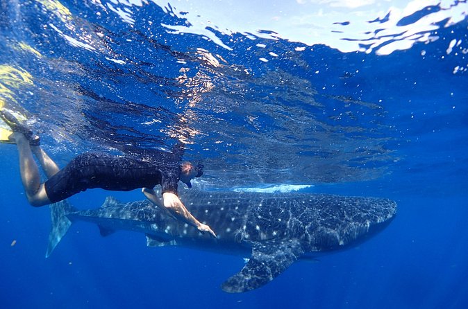 Whale Shark & Manta Ray Snorkel -(May-Sept) Only 10pp per Boat - How the whale shark swim works when the animals are moving