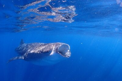Whale Shark & Manta Ray Snorkel -(May-Sept) Only 10pp per Boat - The morning rhythm: meeting at 7:45 AM and cruising out 40–90 minutes