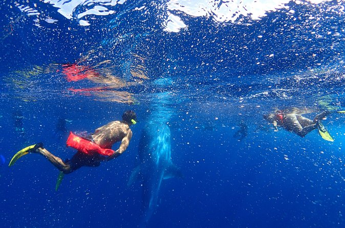 Whale Shark & Manta Ray Snorkel -(May-Sept) Only 10pp per Boat - Seeing manta rays: possible bonus during May–September