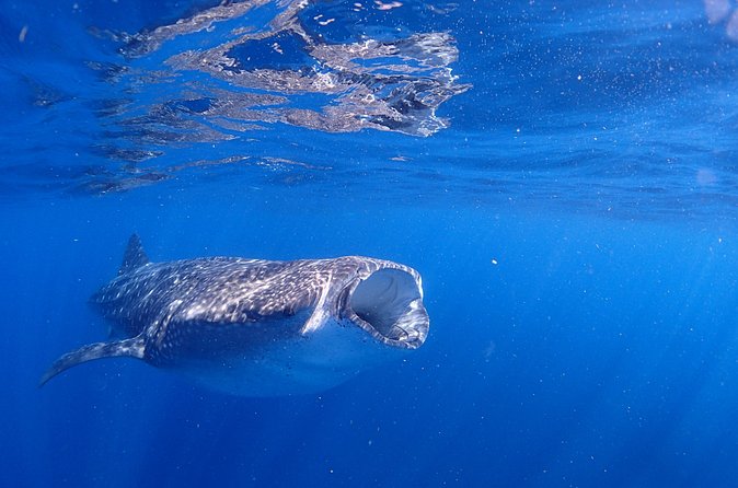 Whale Shark & Manta Ray Snorkel -(May-Sept) Only 10pp per Boat - Price and value: $160 for a guided wildlife day