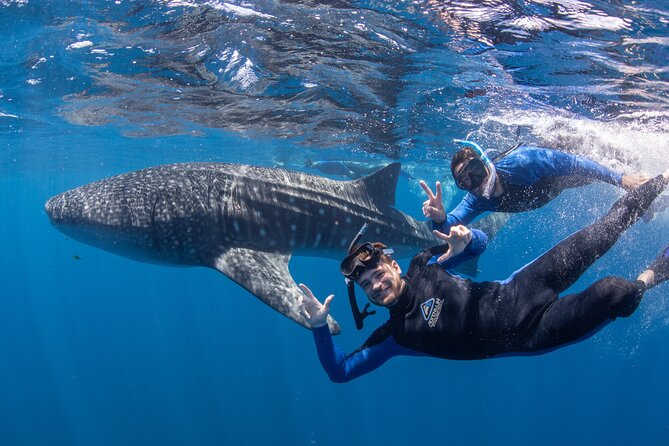 Whale Shark Safari - Key Things You Should Know Before You Go