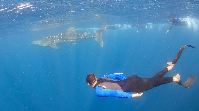 Whale Shark Safari - Why Coral Bay’s Whale Shark Safari Is a Special Day