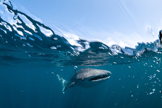 Whale Shark Safari - Outer Reef Search With Spotter Planes Overhead