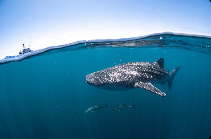 Whale Shark Safari - The Whale Shark Swim: Controlled Turns for Real Wildlife Etiquette