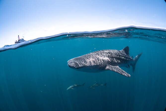 Whale Shark Safari - What’s Included: Champagne, Full Meals, and a Photo Package