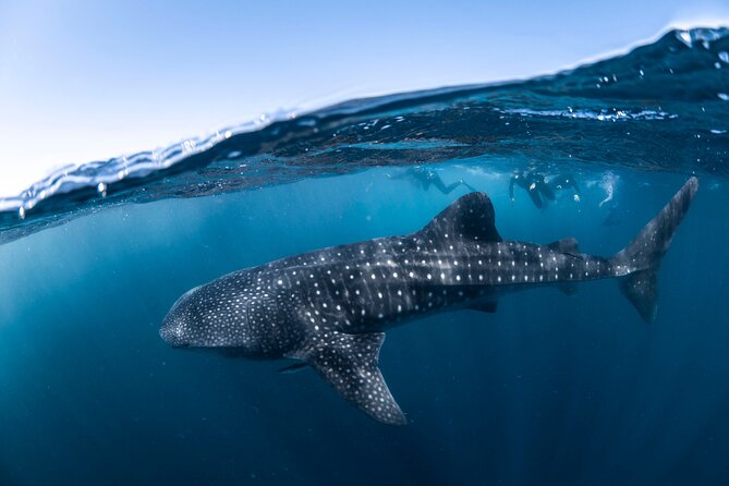 Whale Shark Safari - Price and Value: Is $251 a Smart Buy Here?