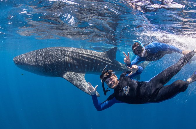 Whale Shark Safari - Who This Tour Suits Best (and Who Might Think Twice)