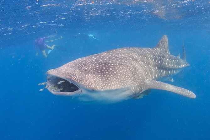 Whale Shark Safari - Reef Snorkel in the Coral Gardens: Your Morning Wildlife Warm-Up