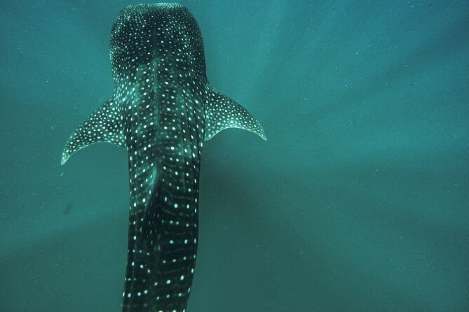Whale Shark & Sea Lion Snorkeling Picnic at Espiritu Santo Island - Key highlights at a glance