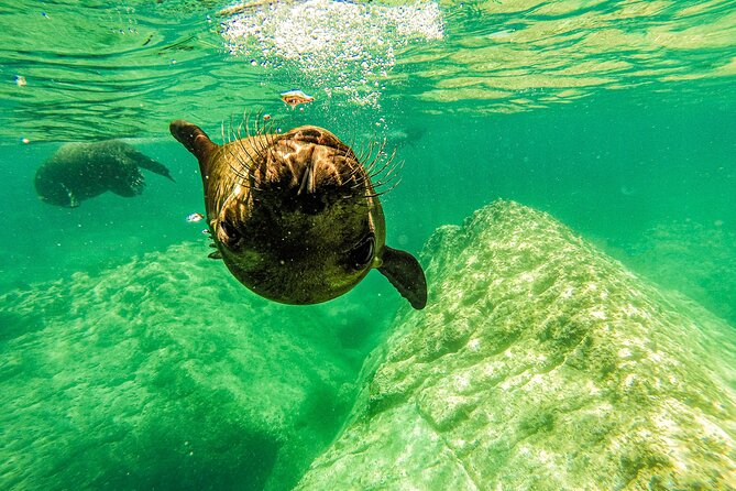 Whale Shark & Sea Lion Snorkeling Picnic at Espiritu Santo Island - Why this La Paz whale shark and sea lion day makes sense