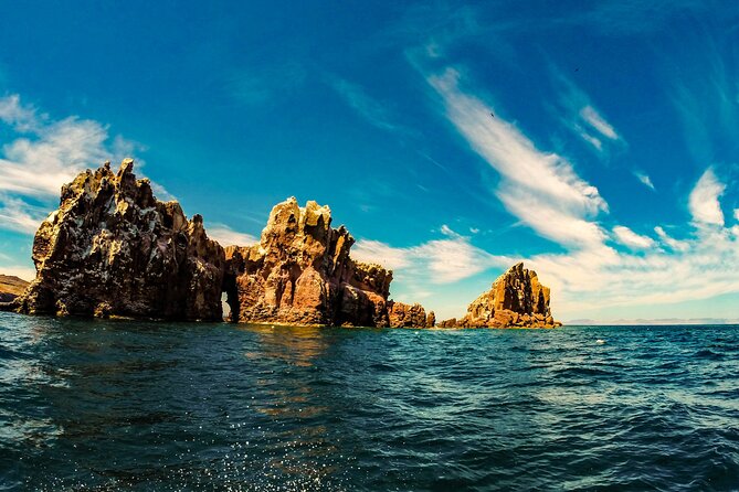 Whale Shark & Sea Lion Snorkeling Picnic at Espiritu Santo Island - Whale sharks in the Bay of La Paz: what you should expect