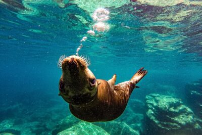 Whale Shark & Sea Lion Snorkeling Picnic at Espiritu Santo Island - Small-group comfort: private boat + max 8