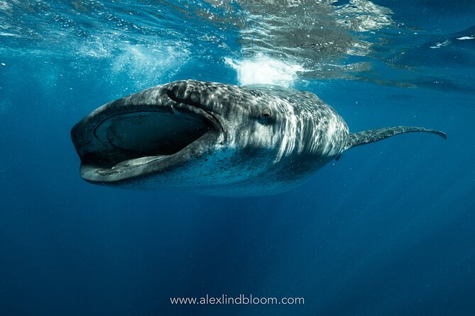 Whale Shark Snorkeling Adventure with Lunch - Key highlights worth knowing