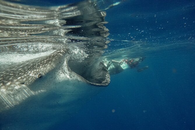 Whale Shark Snorkeling Adventure with Lunch - Whale shark snorkeling at Isla Contoy: what you’re really buying