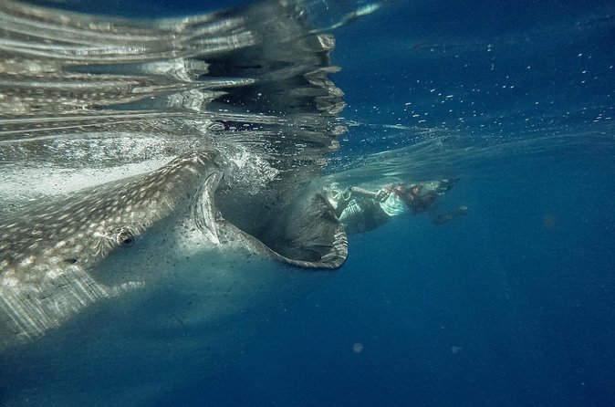 Whale Shark Snorkeling Adventure with Lunch - Isla Mujeres stop at Playa Norte: lunch, sand time, and a little breathing room