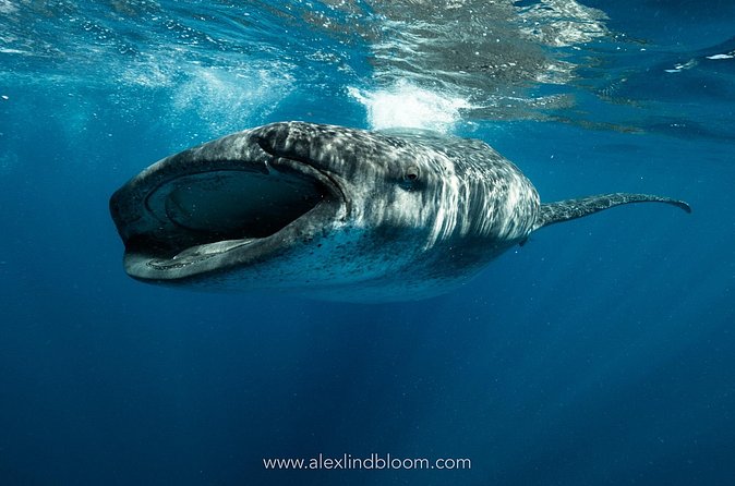 Whale Shark Snorkeling Adventure with Lunch - Pro Dive Mexico + Pro guide support: how the guide presence changes the experience