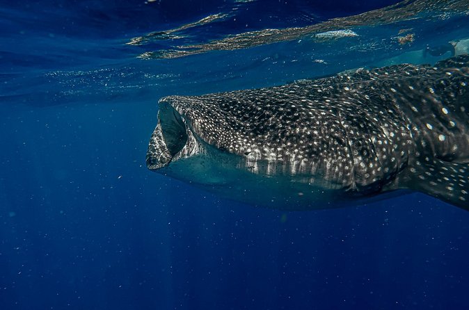 Whale Shark Snorkeling Adventure with Lunch - Price and value: is $225 worth the time on the water?